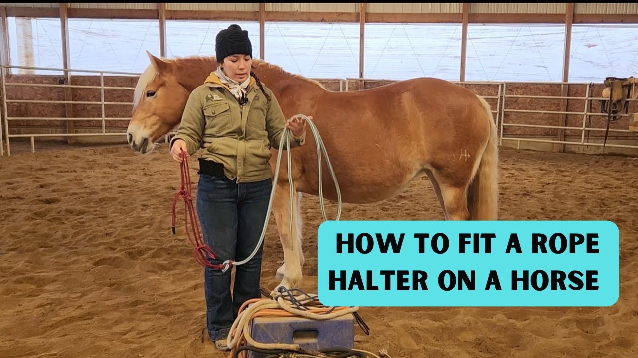 How To Fit a Rope Halter on a Horse YouTube