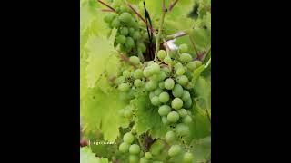 Satisfying Autumncrisp A Late Season Green Seedless - Agri Gears