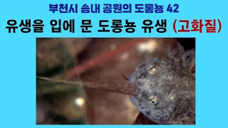 부천시 송내 공원의 도롱뇽 42. 유생을 입에 문 도롱뇽 유생 (고화질); Korean salamander 42. A tadpole in a tadpole's mouth