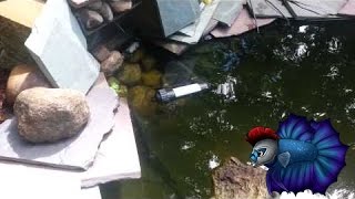 Total Pond UV Sterilizer Review