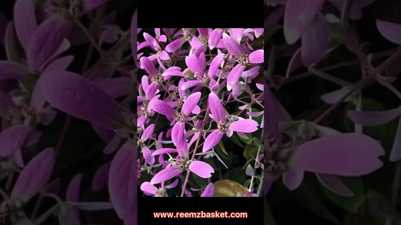 പൂക്കൾ  മഴയായി  പൊഴിയുന്നൊരു  shower orkid / Congiatemtosa