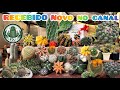 Que caixa maravilhosa, cactos lindos direto da loja @FdjCactus Corre pra ver 💚🌵