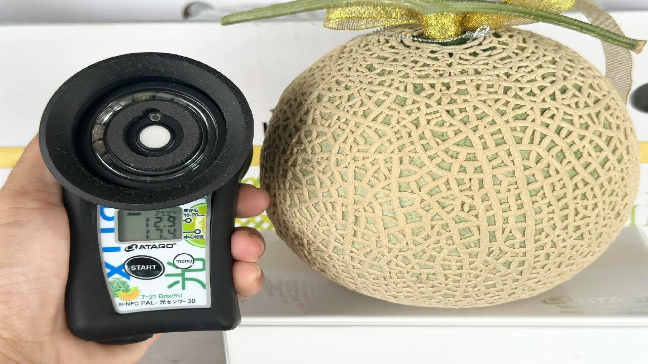 What it's like to try the world's most delicious melons