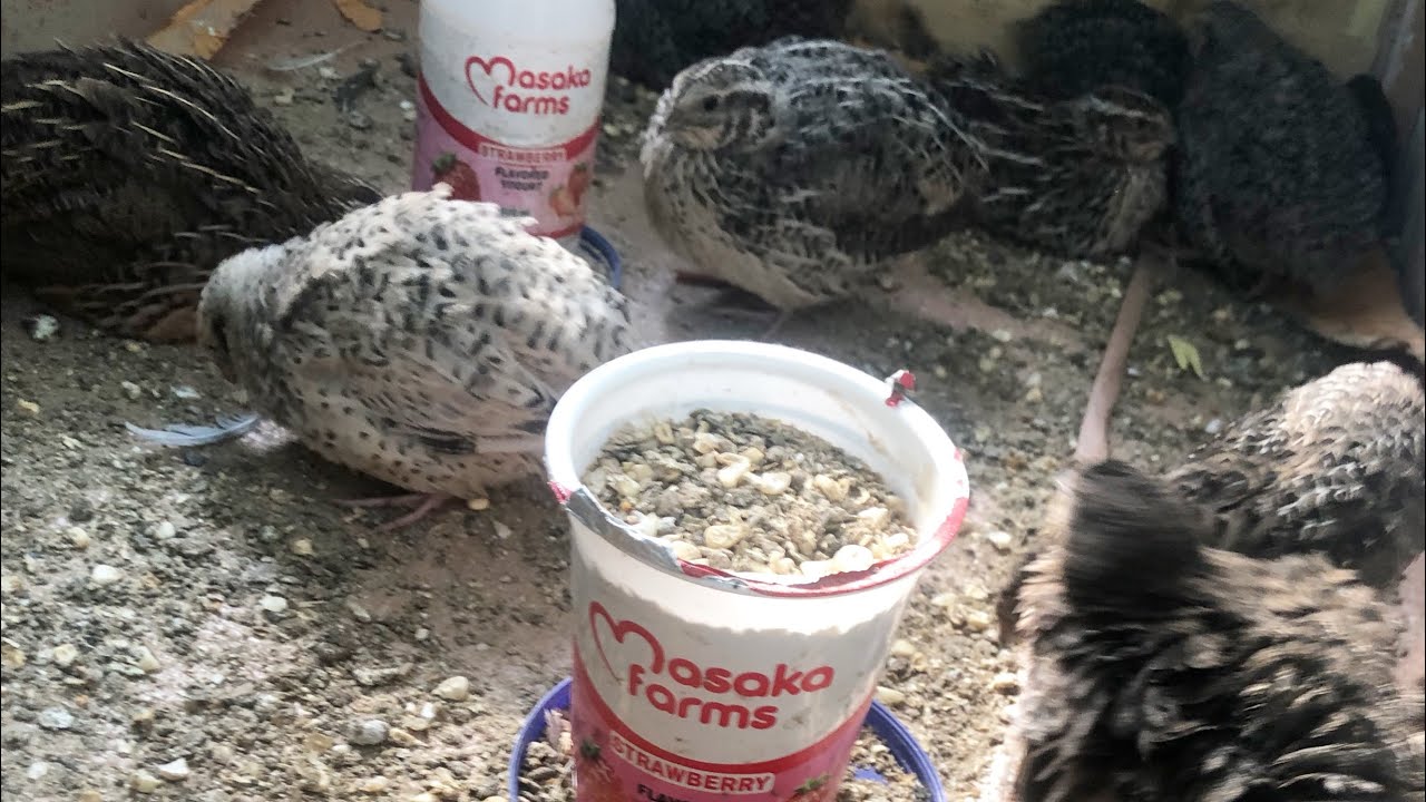 INKWARE UKUNTU ZINGANA🥰🥰🥰