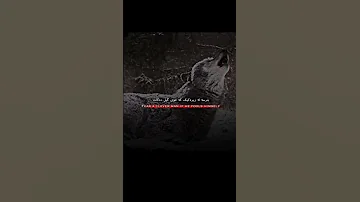 بترسە لە زیرەکێک کە خۆی گێل دەکات وتەی بەقەوەت 