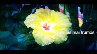 Marius din Barbulesti - Esti cel mai frumos [Official video]