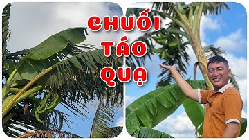 Cây Chuối táo quạ | 0386569374 - Ngọc Ngân Bến Tre | Chuyên cây độc lạ