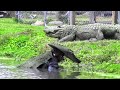 Cet homme se Déguise en CROCODILE Mais tout Ne c'est pas Passé comme Prévu !