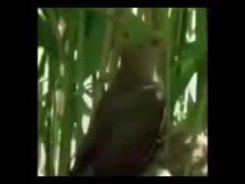 اجمل تعليق على حياة طير الواق واق