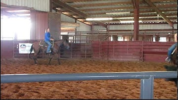 Valley View Ranch - XL Smart Zeus - sorting 1