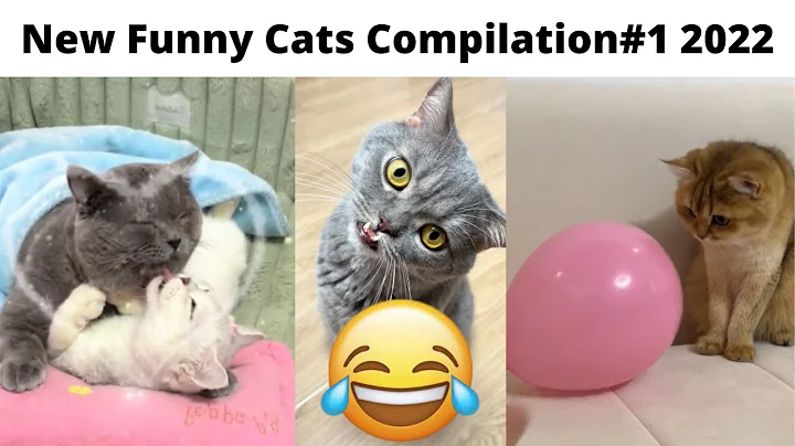 Watch the video about New Funny Cats 2023 😂 - Funny Cats Compilation #1 2023 - Animals Fun