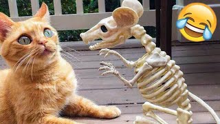 The ULTIMATE Cat and Dog Videos! | FUNNIEST Pets