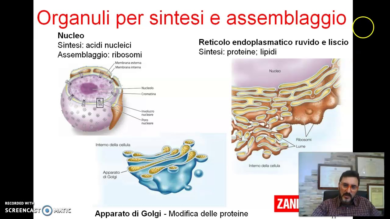 A Cosa Serve Il Reticolo Endoplasmatico
