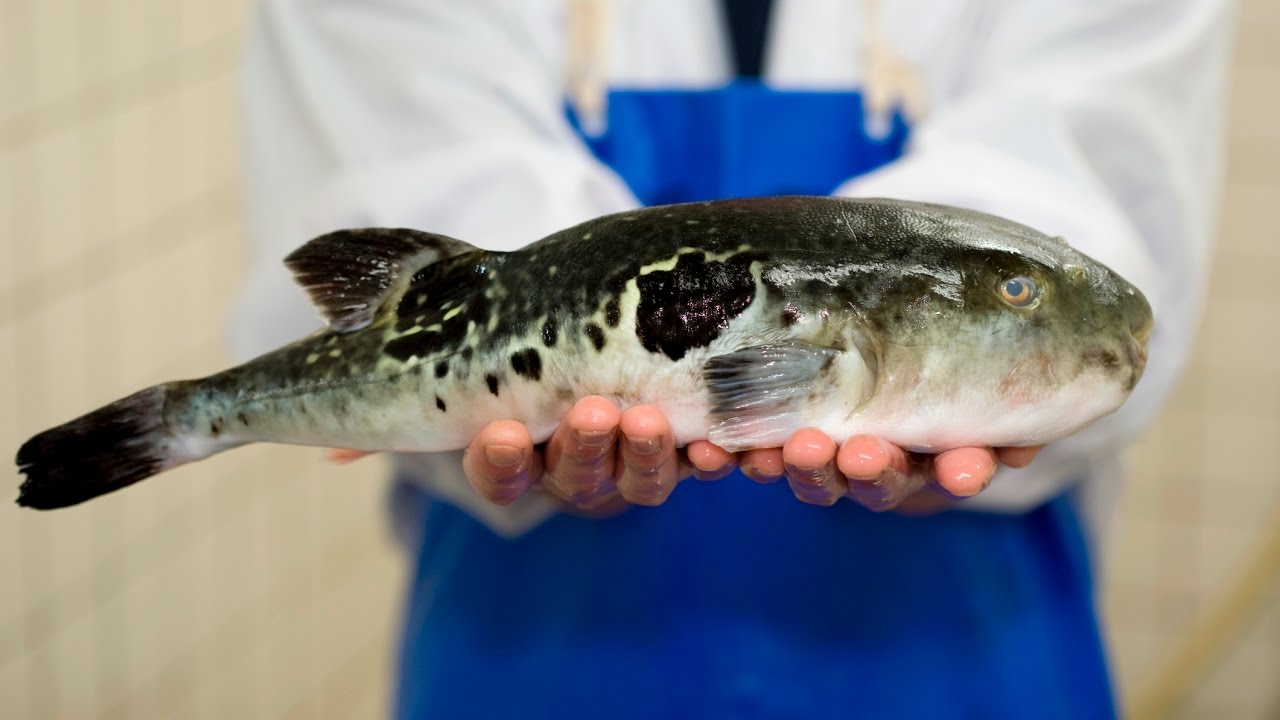 This poisonous fish commands 70 per pound in Japan CNBC