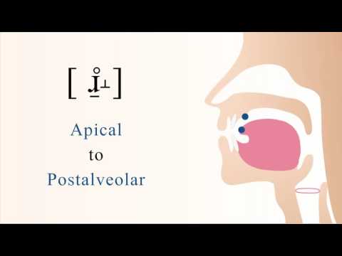 [ ɹ̠̊˔ ] unvoiced subapical postalveolar non sibilant fricative