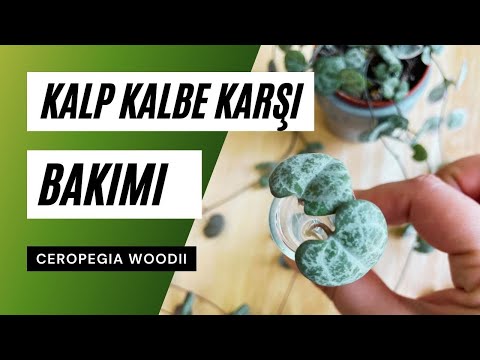 Ceropegia woodii / Kalp Kalbe Karşı Çiçeği Bakımı 🧡 | Ev Yeşili