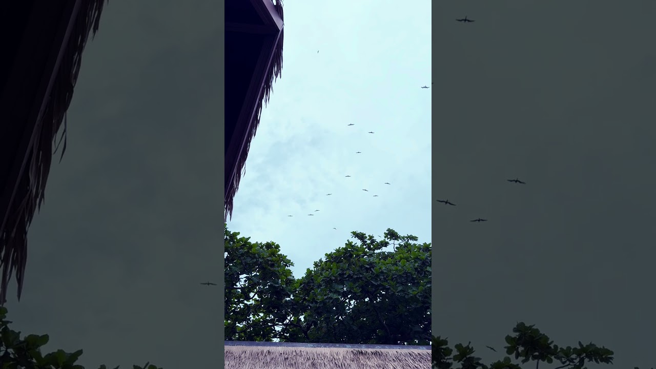 High Flying Ocean Birds. 