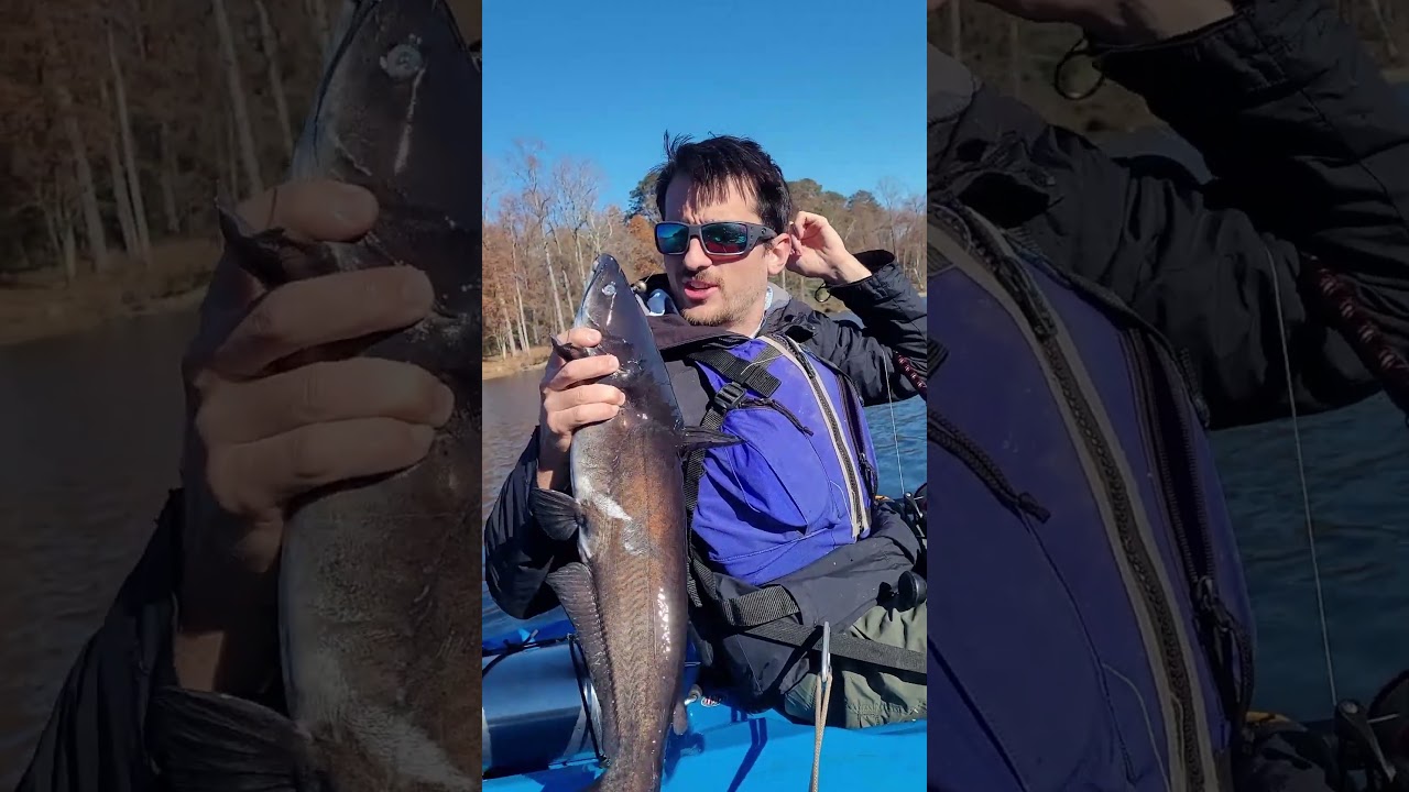 Синий сом против канального сома? Речная рыбалка на сома: лучшие снасти для ловли сома от FATKAT!