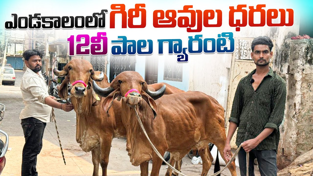 ఎండకాలంలో గిరీ ఆవుల ధరలు | 12లీ పాల గ్యారంటి | Kabri Gir Cows in Hyderabad