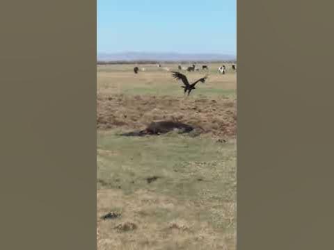 Тас шувуу - YouTube