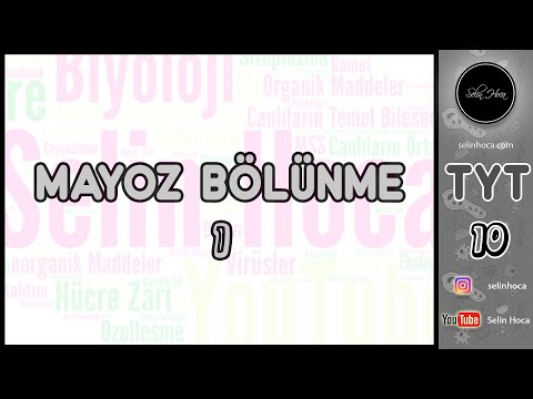 Video: Mayoz bölünmeyi hangi organizmalar kullanır?