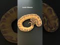 ボールパイソン まるでカーニバル【ペット動画】#shorts マルディグラ エンチフリーウェイ