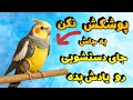 اموزش جای دستشویی به عروس هلندی | آموزش عروس هلندی از پت لند دلارام 