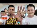 Giant Spider VS Giant spider - with Spider doc 🥰