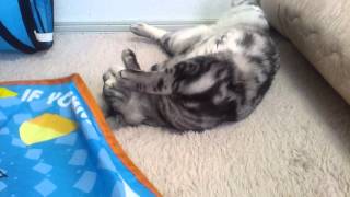20120323_081054.mp4