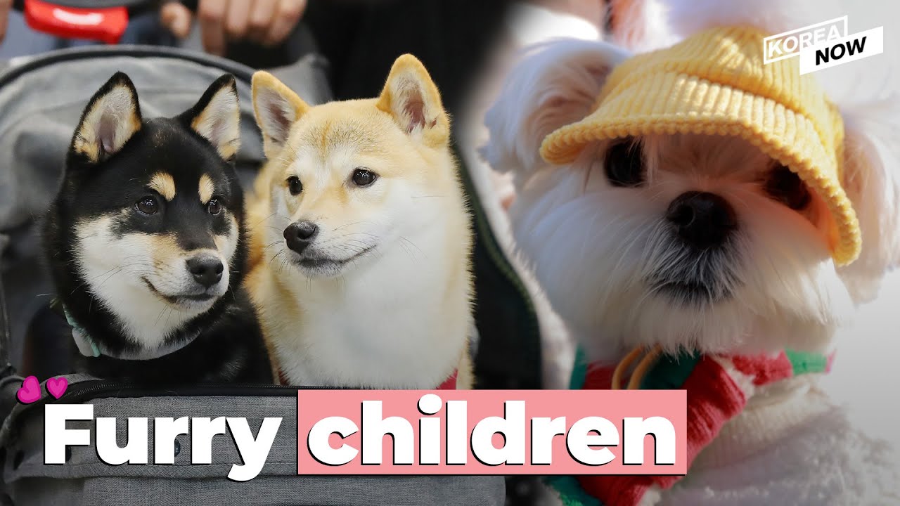How South Koreans pamper their pets YouTube