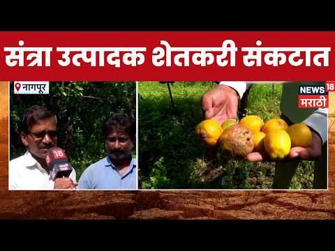 Nagpur Orange Farmer News | पावसाअभावी संत्रा उत्पादक शेतकऱ्यांचं मोठं आर्थिक नुकसान