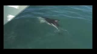 Dance of the Dolphins [Dusky Dolphins Mating]