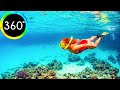 360° VR Snorkeling Fish Stella Di Mare Makadi Bay Red Sea Hurghada Egypt 6K 3D Virtual Reality HD 4K