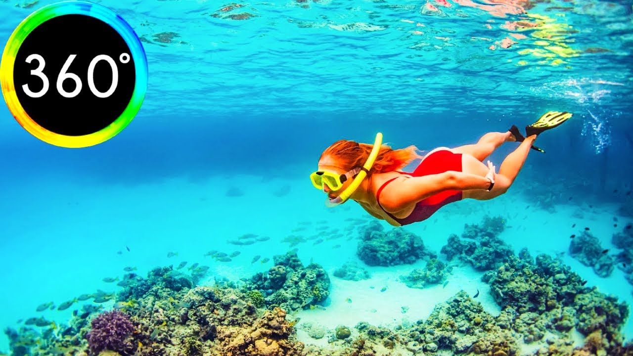 360° VR Snorkeling Fish Stella Di Mare Makadi Bay Red Sea Hurghada Egypt 6K 3D Virtual Reality HD 4K