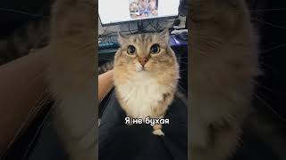 Ты Хороший Я Котик #Кот #Мем #Meme #Memes #Приколы #Юмор