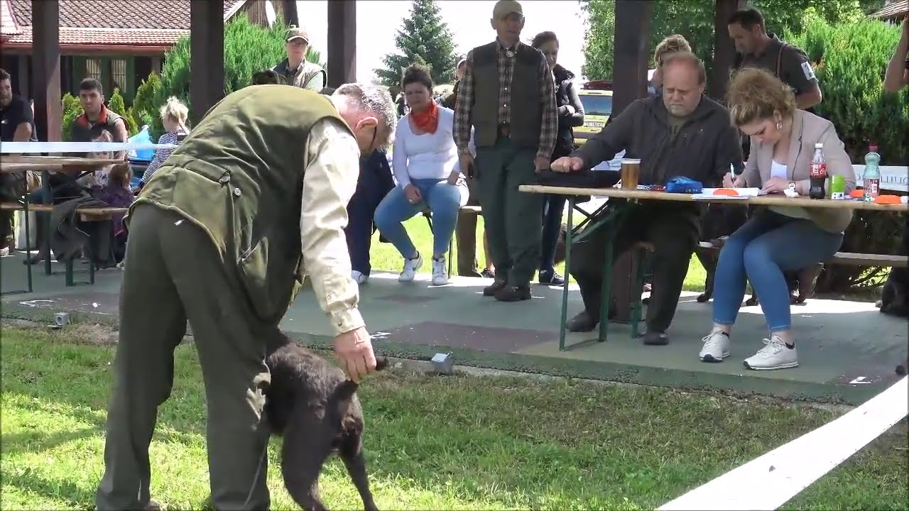 Klupska izložba Njemačkih oštrodlakih ptičara Esposizione di puntatori tedeschi a pelo duro