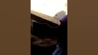 Si keriting main air