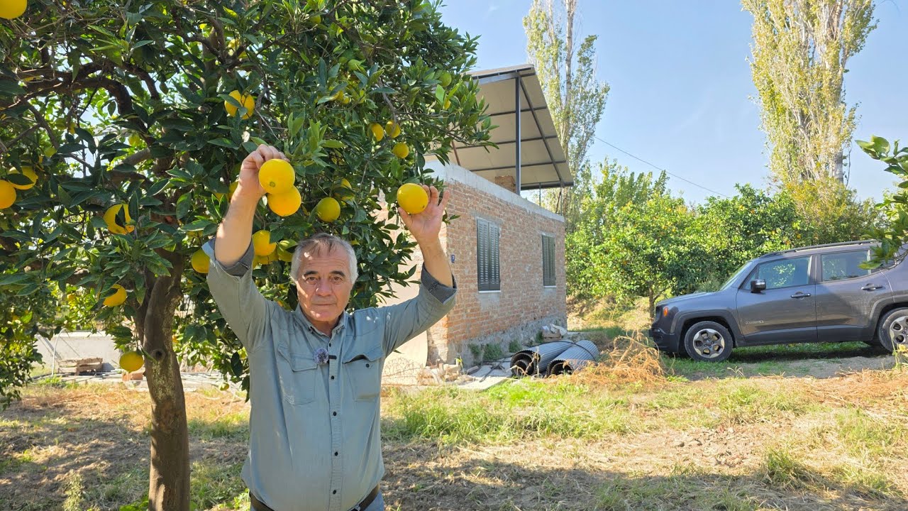 AYDIN'DA SATILIK 7 DÖNÜM MEYVE BAHÇESİ MÜSTAKİL EV İÇİNDE ELEKTİRİK SU VAR SORUNSUZ TEK TAPU FIRSATT