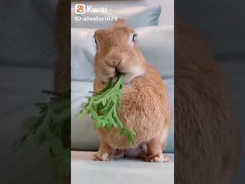 فيديو: لماذا أرنبي سمين جدا؟ التحكم في وزن حيوانك الصغير