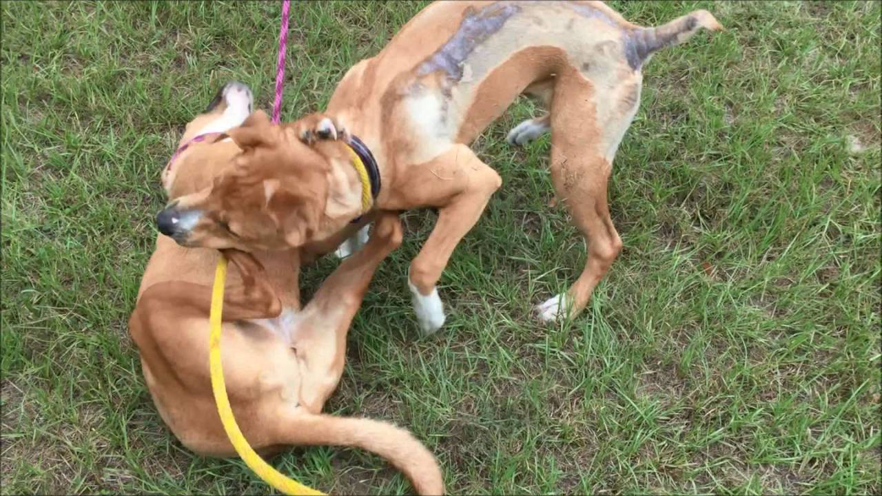 Freedom Rides for Shelter Dogs - YouTube