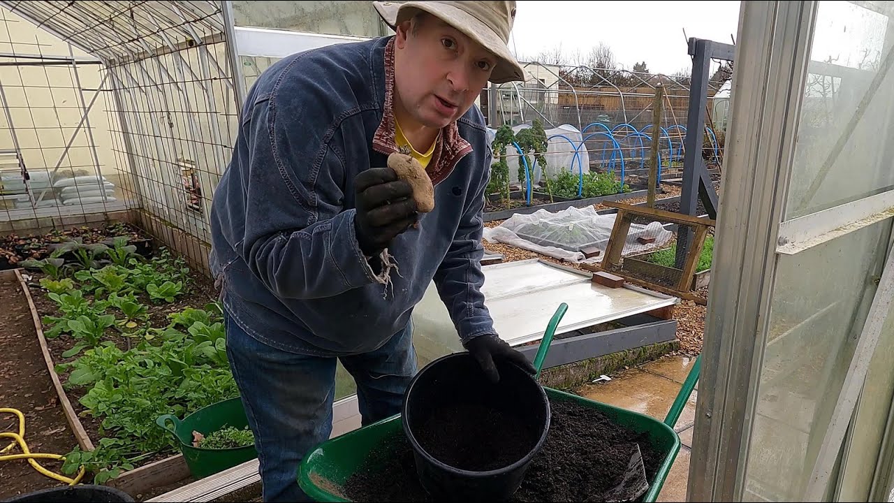 Starting our early potatoes in pots in the greenhouses YouTube