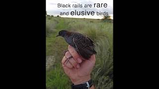 Black Rail Research