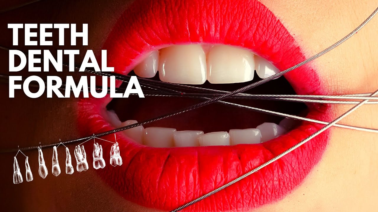 Teeth 😁II Dental Formula 😎II Human Dentition YouTube
