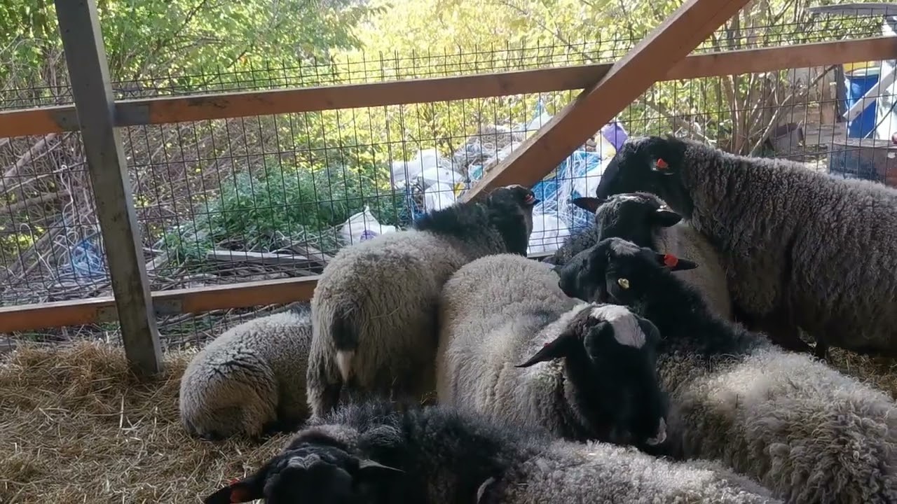 Najveća farma ovaca u Srbiji (romanovske ovce)