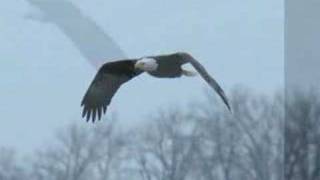 The Bald Eagles of the Mississippi