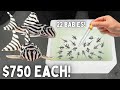 BREEDING Zebra Plecos - End of Season Update