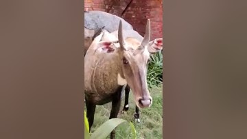 नीलगाय in JNU University 😊❤️| @Shubham Mishra | #jnu #viral #wildlife #ytshorts #shorts #pushpa
