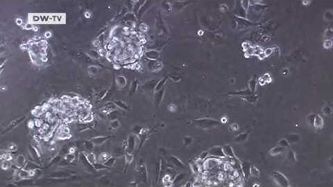 Tomorrow Today | Stem Cells: Of Mice and Men