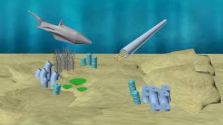 Geological Evolution of Earth: Sci-Vis I Final Project