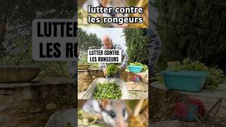 Comment lutter contre les rongeurs ? #jardinage #jardin #potager #rongeur #nuisibles #diy